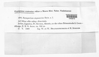 Thecaphora saponariae image